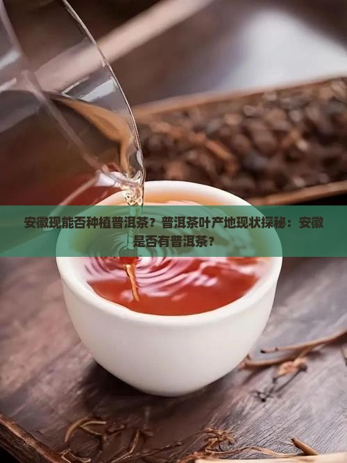 安徽现能否种植普洱茶?普洱茶叶产地现状探秘:安徽是否有普洱茶? 安徽现能否种植普洱茶?普洱茶叶产地现状探秘:安徽是否有普洱茶?