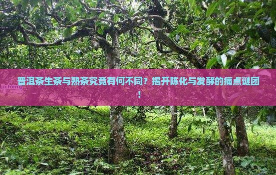 普洱茶生茶与熟茶究竟有何不同？揭开陈化与发酵的痛点谜团！