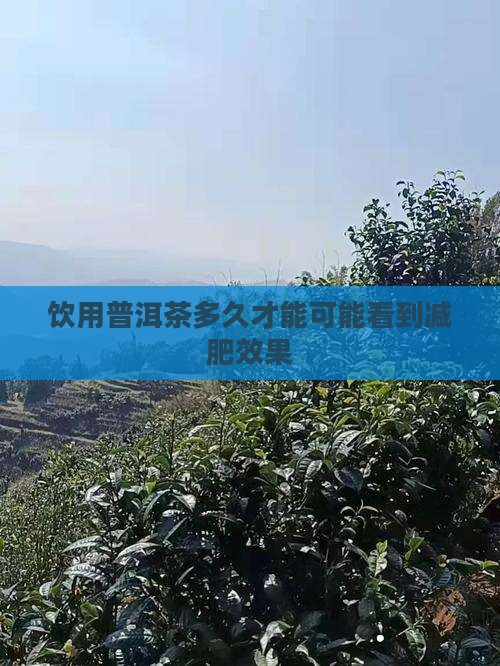 饮用普洱茶多久才能可能看到减肥效果