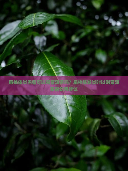 扁桃体炎患者可以喝普洱茶吗？扁桃体发炎时以喝普洱茶的饮用建议