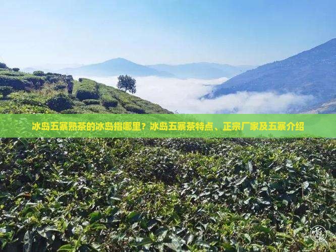 冰岛五寨熟茶的冰岛指哪里？冰岛五寨茶特点、正宗厂家及五寨介绍