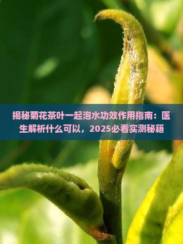 茶叶加菊花有什么功效