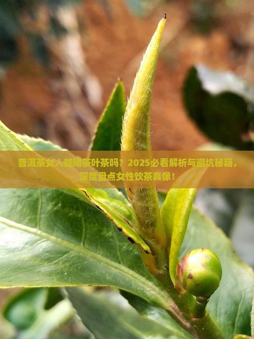 普洱茶女人能喝茶叶茶吗