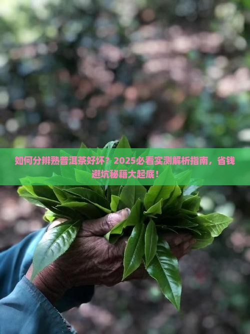 如何分辨熟普洱茶好坏