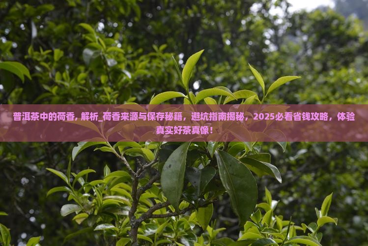 普洱茶中的荷香