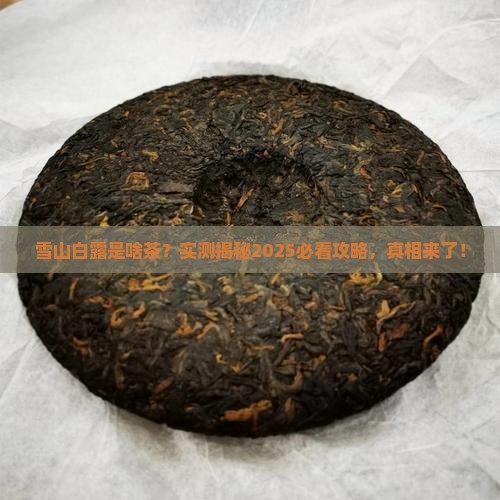 雪山白露是什么茶