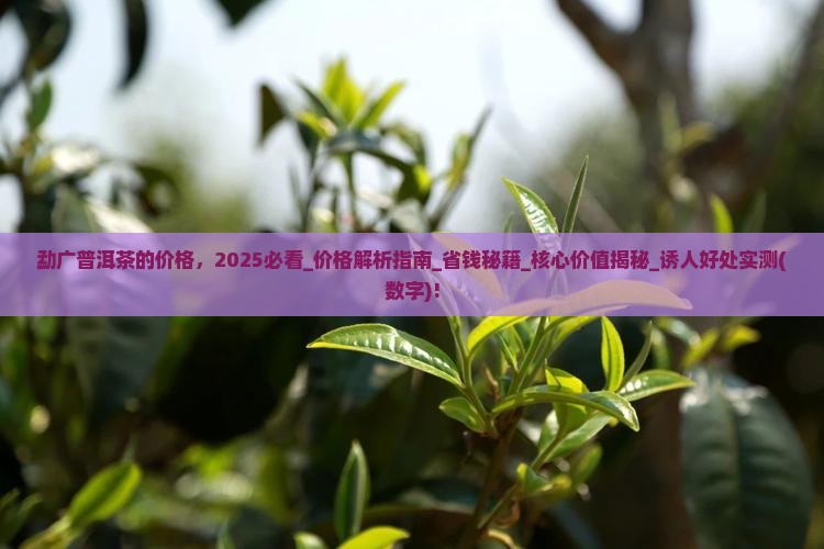 勐广普洱茶的价格