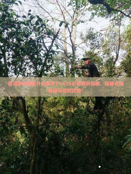 普洱茶的醇是什么意思