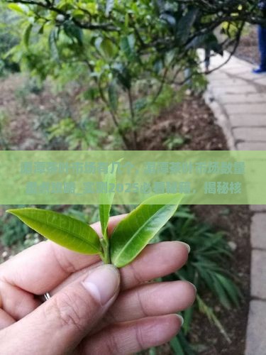 湄潭茶叶市场有几个 湄潭茶叶市场有几个
