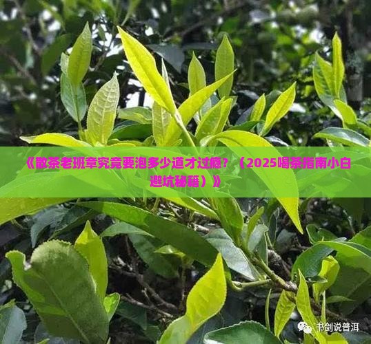 散茶老班章泡几泡好