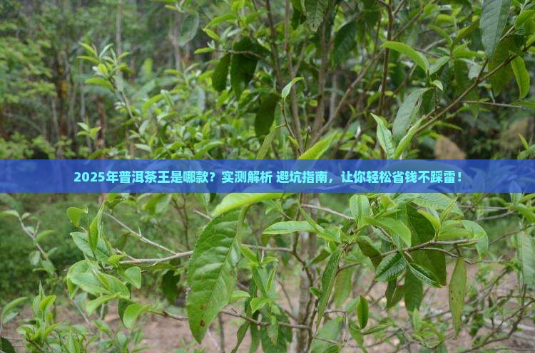 今年普洱茶王是谁啊