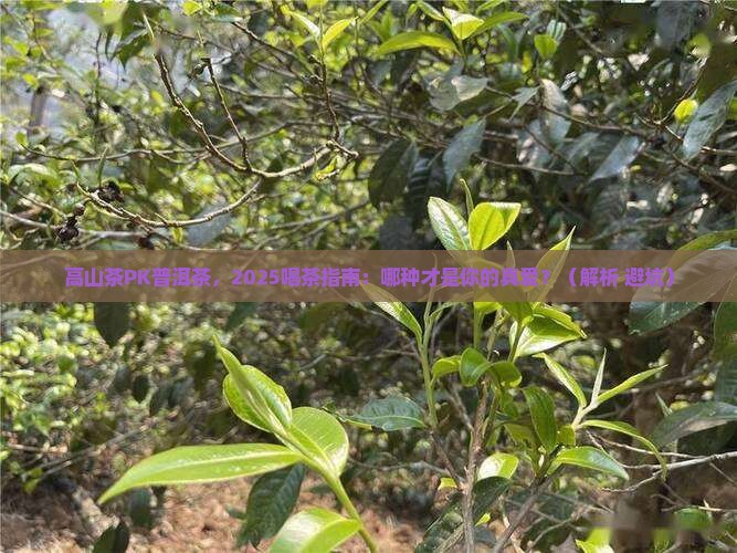 高山茶与普洱茶