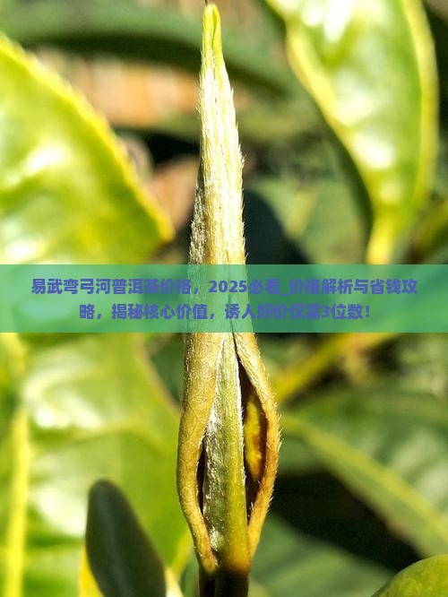 易武弯弓河普洱茶价格