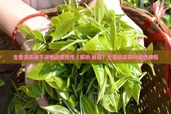 生普洱茶属于凉性还是热性
