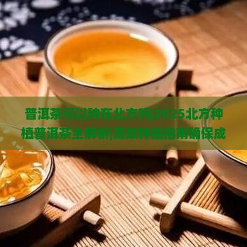 普洱茶可以种在北方吗