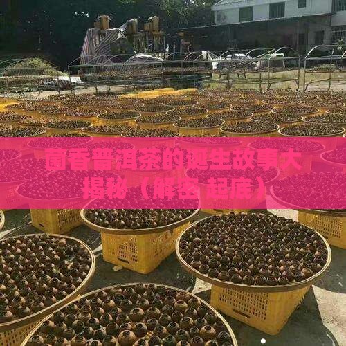 菌香普洱茶是怎么来的