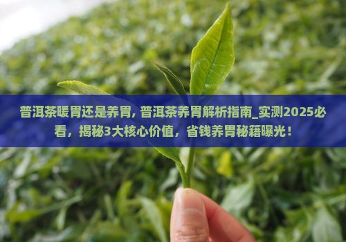 普洱茶暖胃还是养胃
