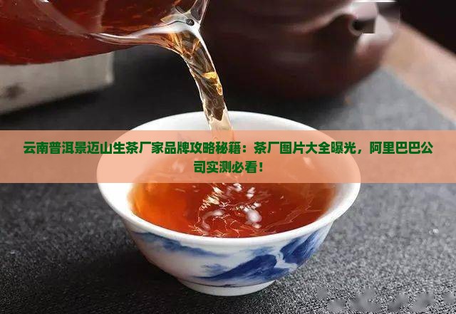 老班章普洱景迈山生茶厂家