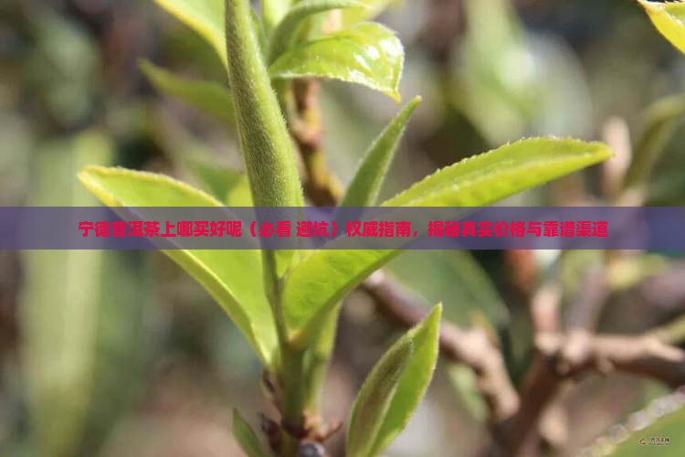 宁德普洱茶上哪买好呢