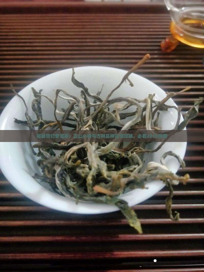 昔归茶有正山小树吗