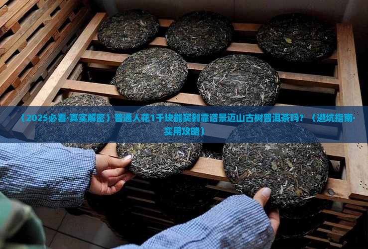 景迈山古树普洱茶