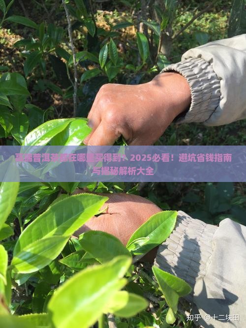 高端普洱茶都在哪里买得到
