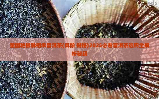 董国艳根脉相承普洱茶