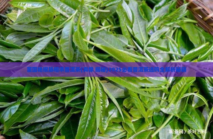 董国艳根脉相承普洱茶