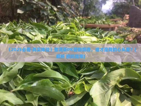 普洱茶好还是碧韵飘香好