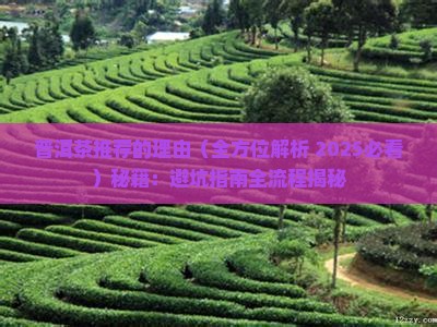 普洱茶推荐的理由