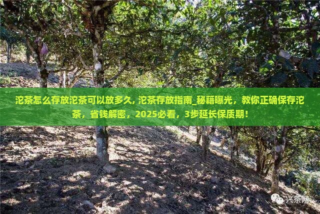 沱茶怎么存放沱茶可以放多久