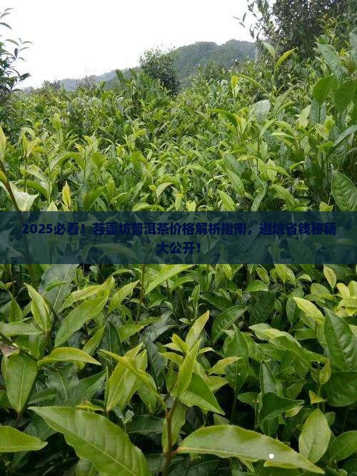 茗壹坊普洱茶价格