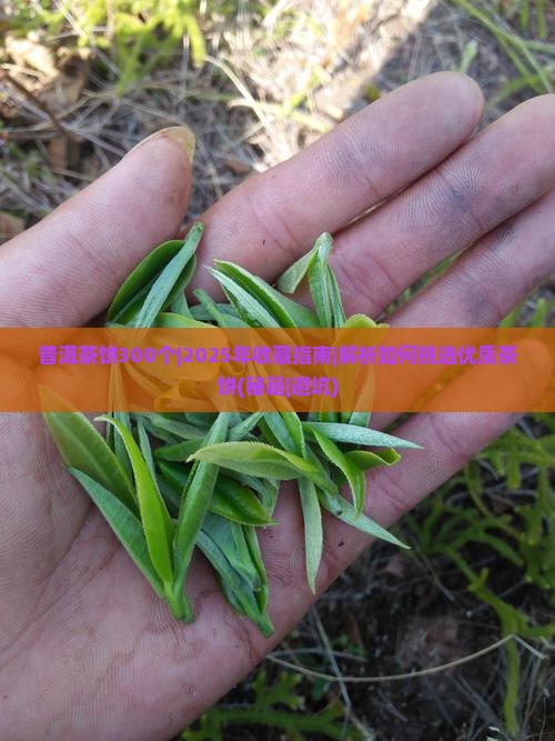 普洱茶饼300个