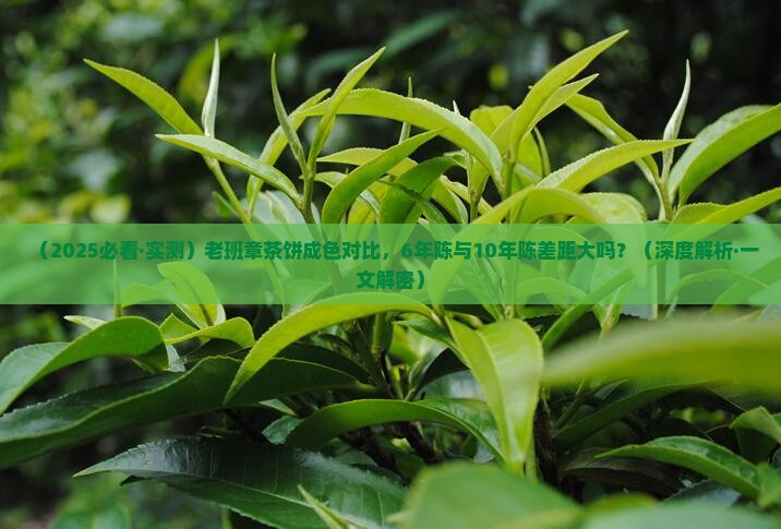 老班章茶饼成色对比