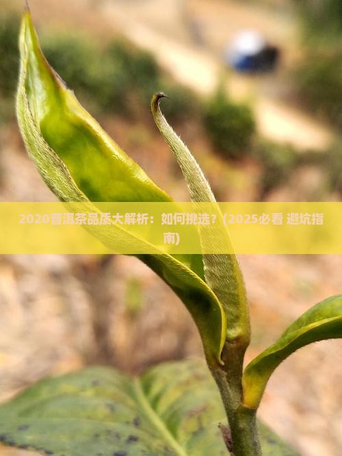 2020普洱茶品质