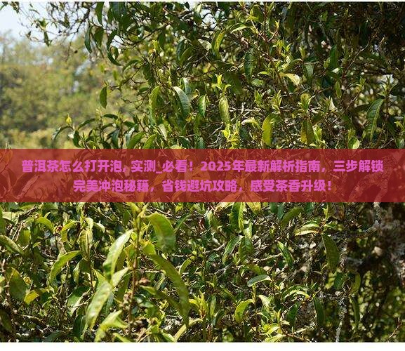 普洱茶怎么打开泡