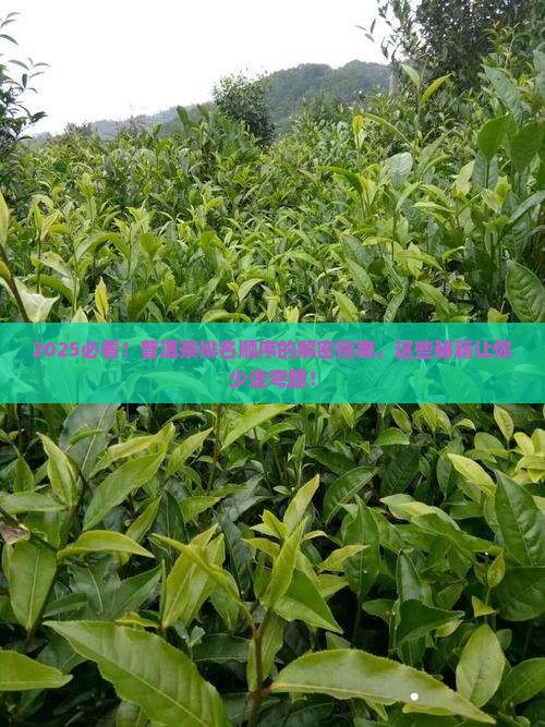 普洱茶排名顺序是怎么排的呀
