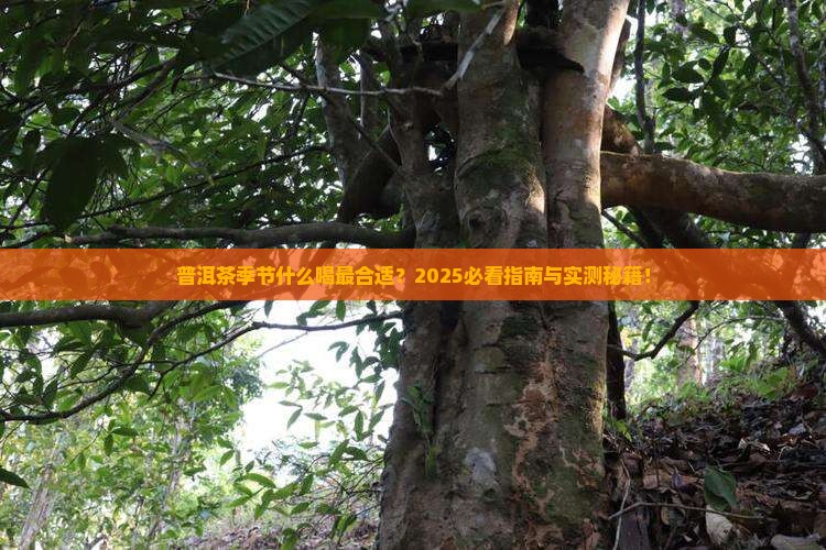 普洱茶适合在什么季节喝