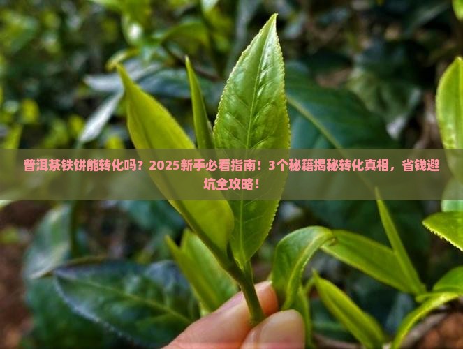 普洱茶铁饼能转化吗