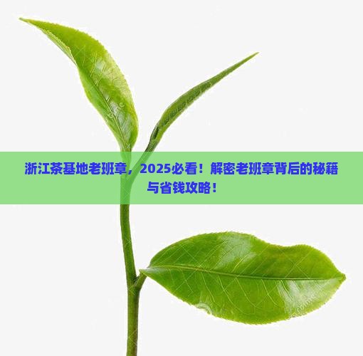 浙江茶基地老班章