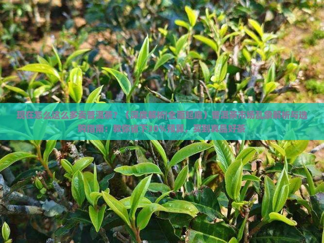 现在怎么这么多卖普洱茶