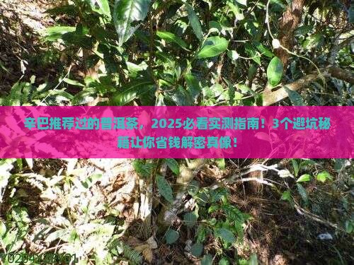 辛巴推荐过的普洱茶