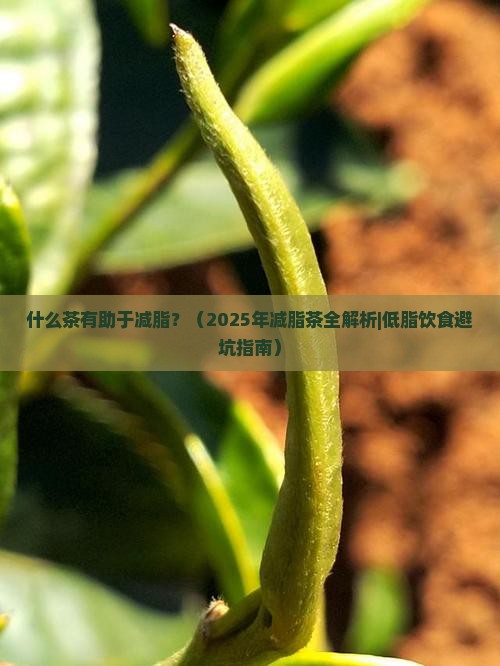 什么茶有助于减脂
