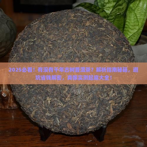 有没有千年古树普洱茶