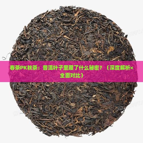 普洱春茶与秋茶叶子