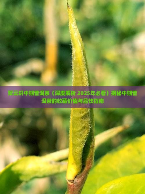 聚云轩中期普洱茶