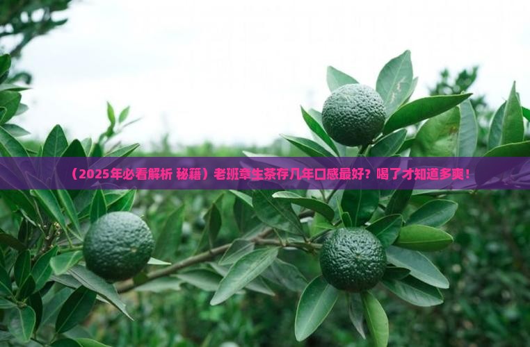 老班章生茶存几年口感好