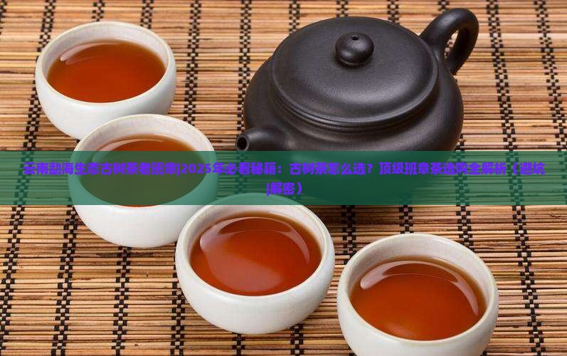 云南勐海生态古树茶老班章