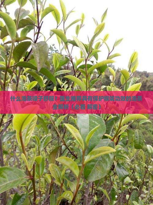 什么泡茶对喉咙好