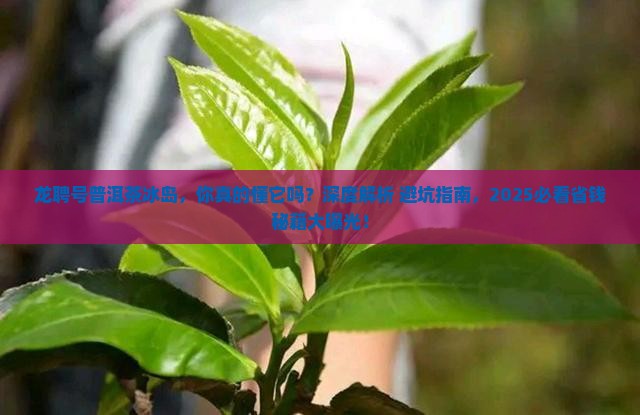 龙聘号普洱茶冰岛 龙聘号普洱茶冰岛